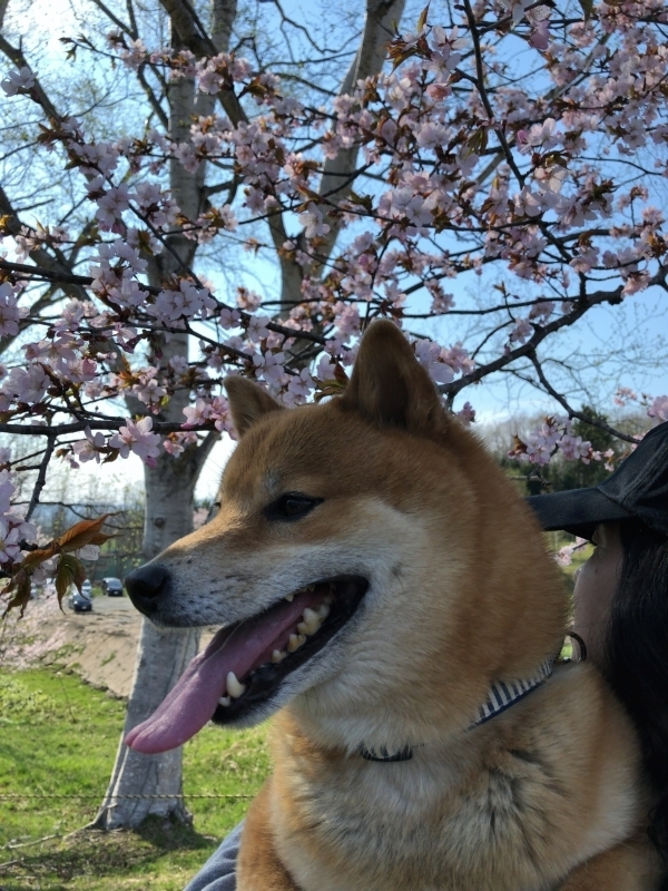 ビビりのチワワでもドライブできるヨ 愛犬とのドライブエピソード Drive With My Dog 日産ドライブナビ