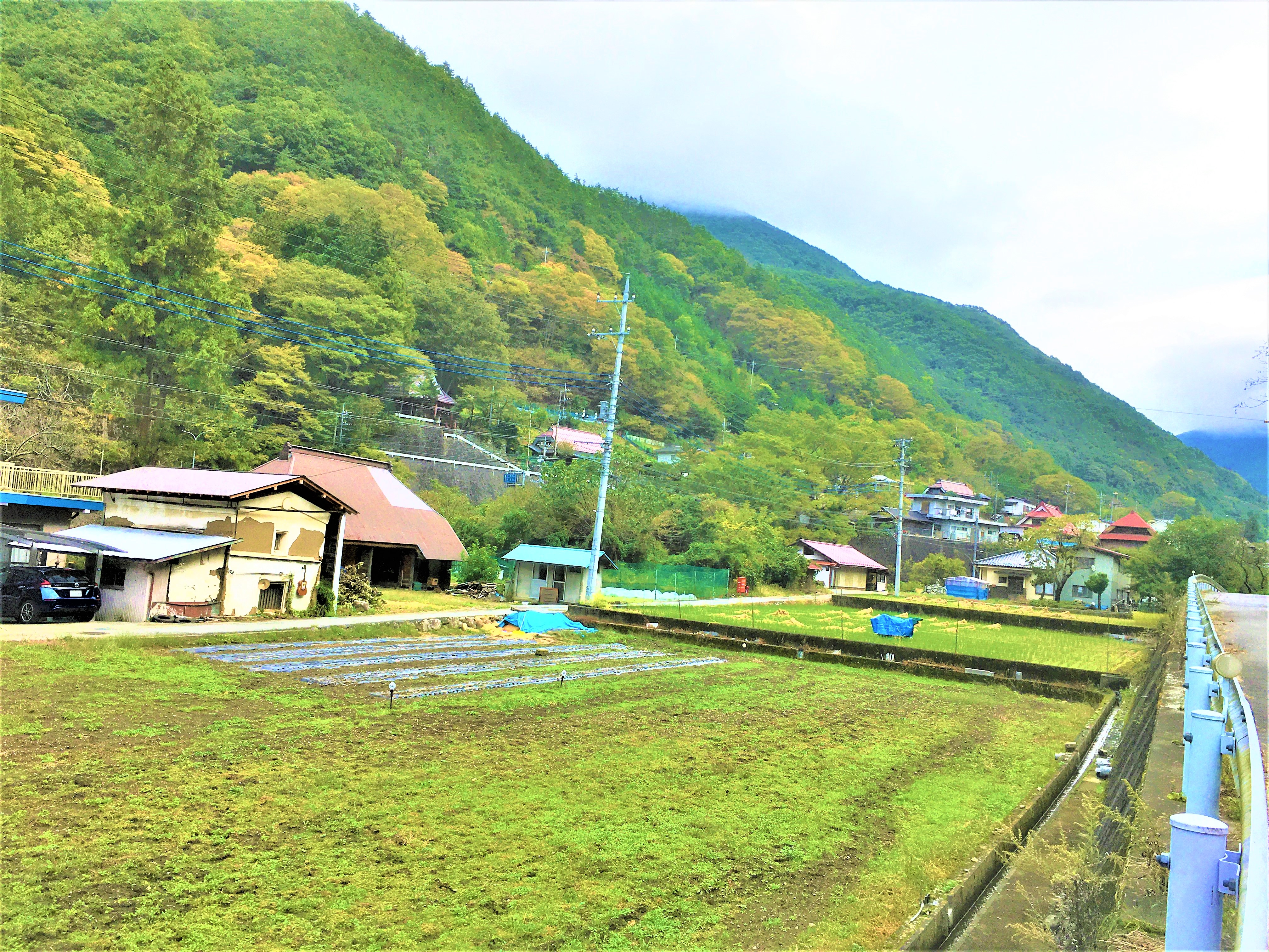 garlic farm and leaf