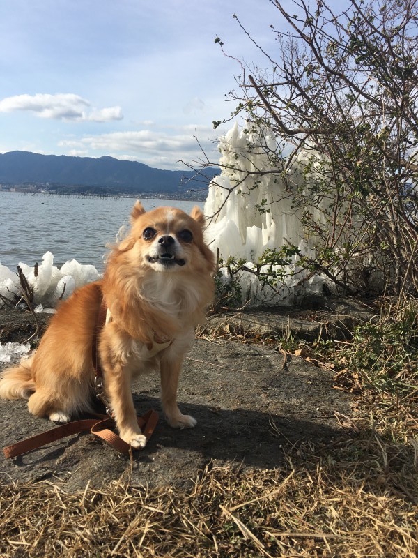 ビビりのチワワでもドライブできるヨ 愛犬とのドライブエピソード Drive With My Dog 日産ドライブナビ