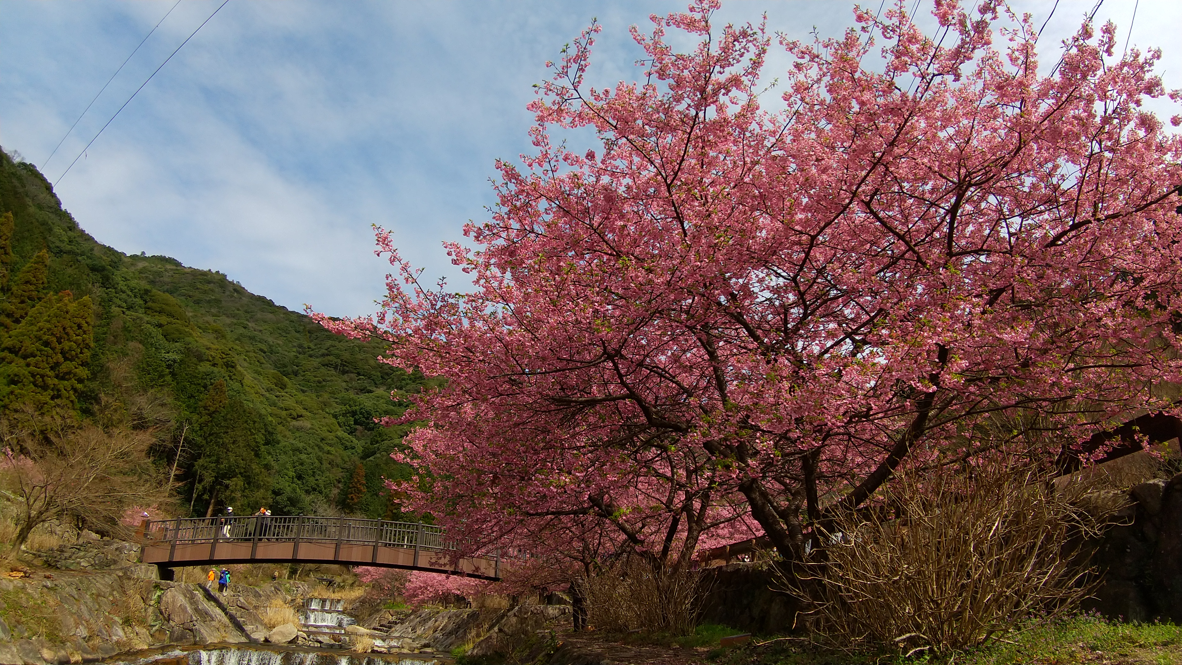 河津桜