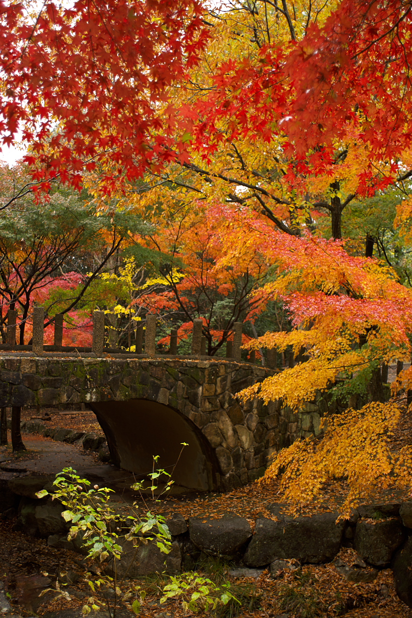 ゆっくりと紅葉